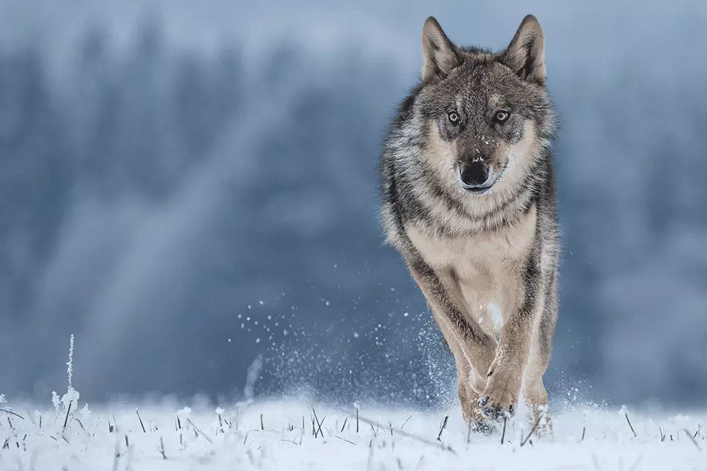 Wolves and Greater Yellowstone