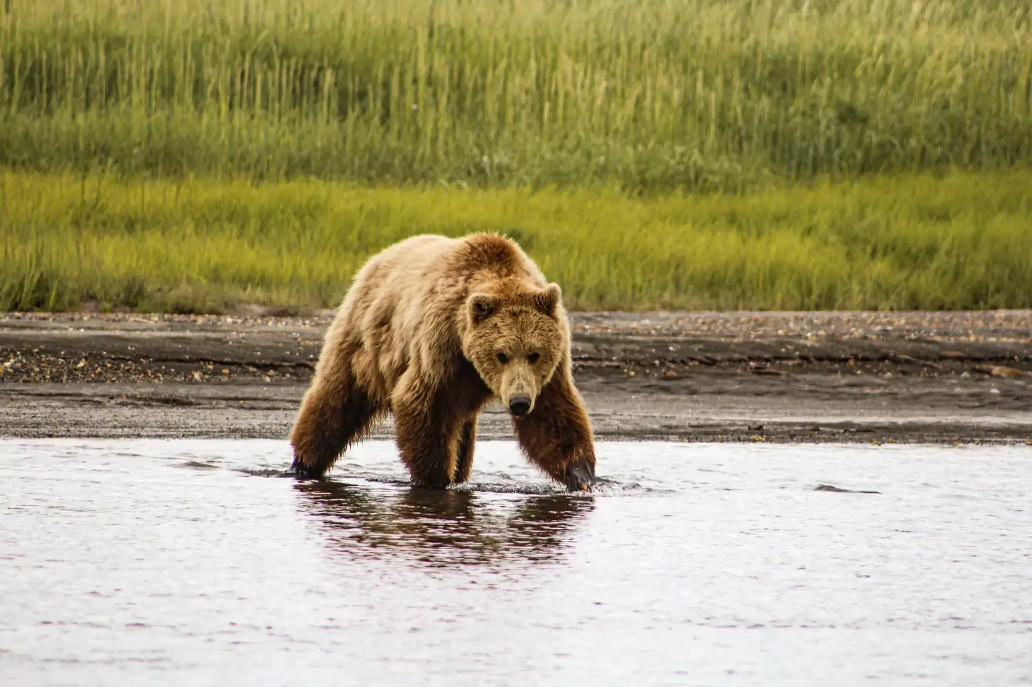 Bear Viewing in Homer, Alaska