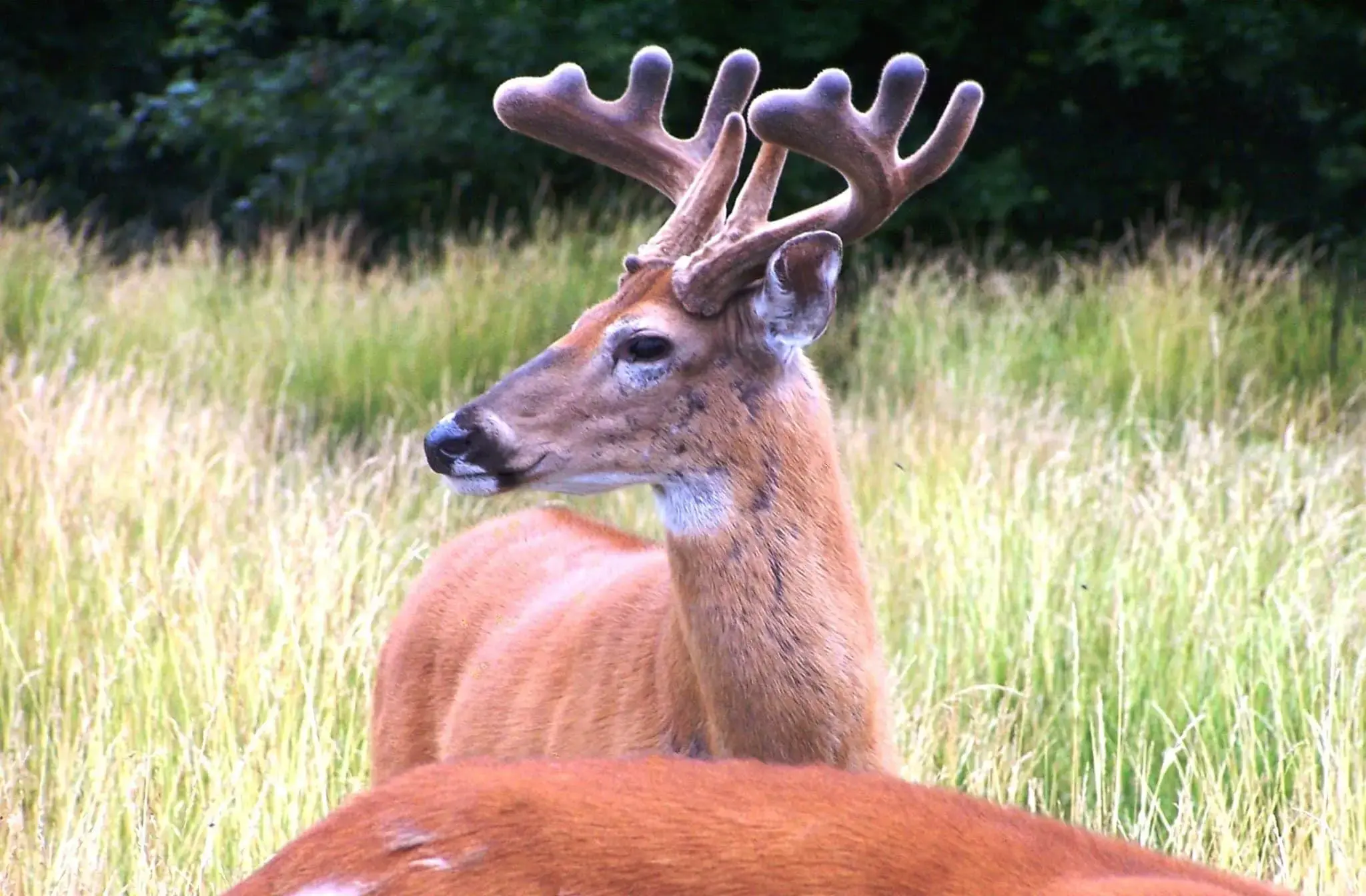 10 Weird Things Deer Do