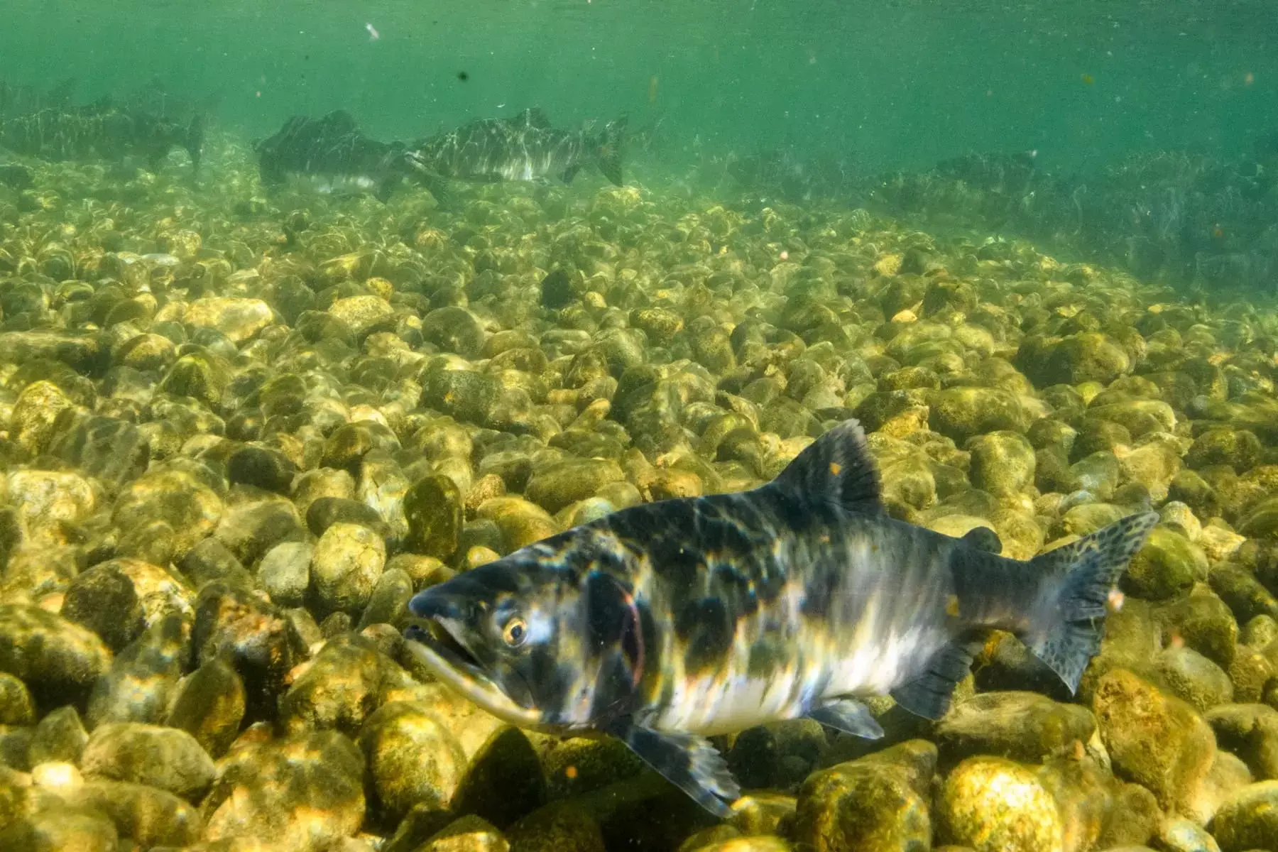 Snorkeling with Salmon 