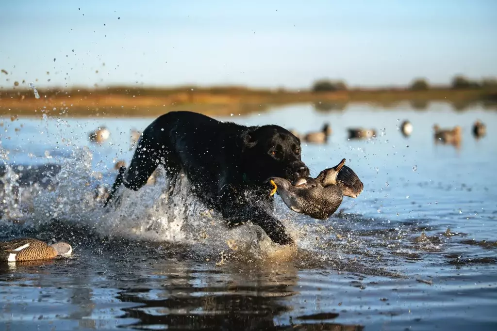 duck hunting bird dog