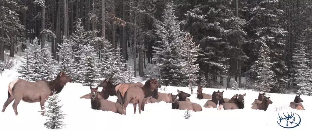 Rocky Mountain Elk Foundation, U.S. Forest Service & Private Landowner Work Together to Preserve Migration Route and Expand Public Access 