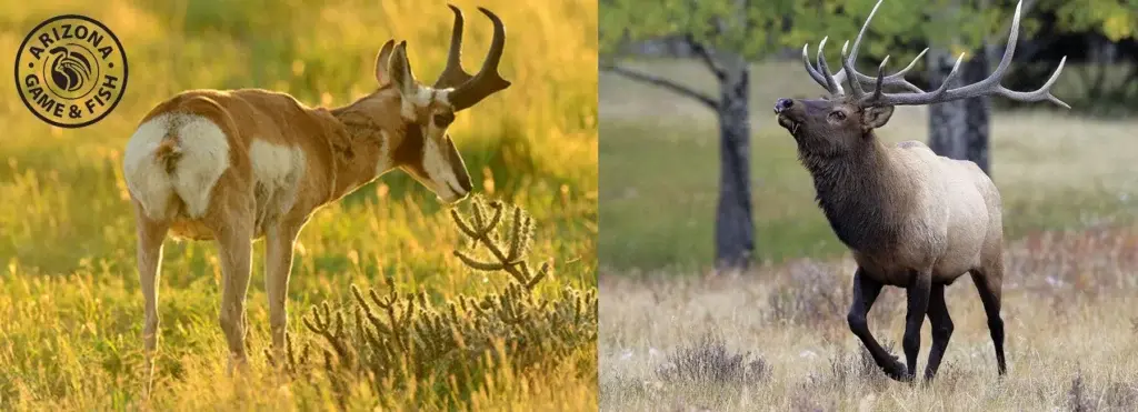 Arizona Encourages Preparation for 2025 Elk and Pronghorn Tag Draws