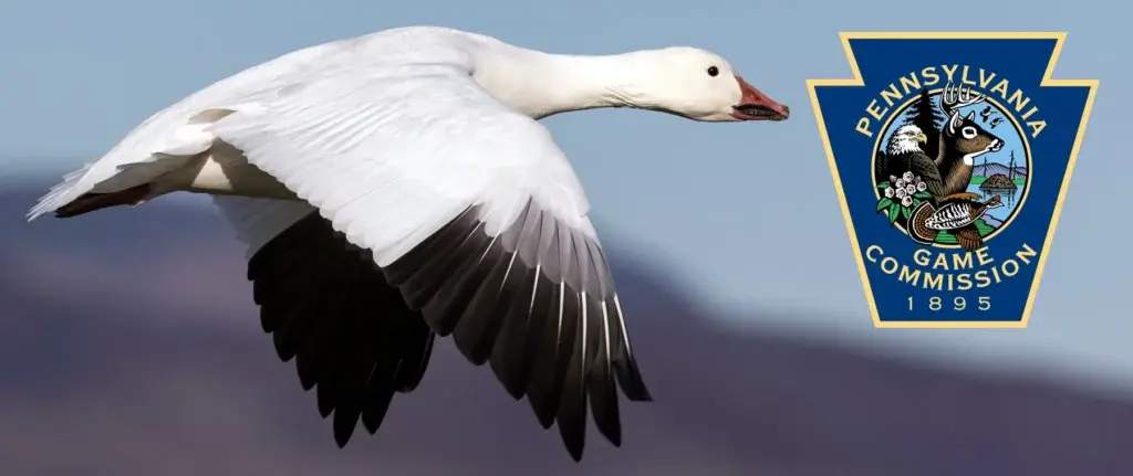 snow goose