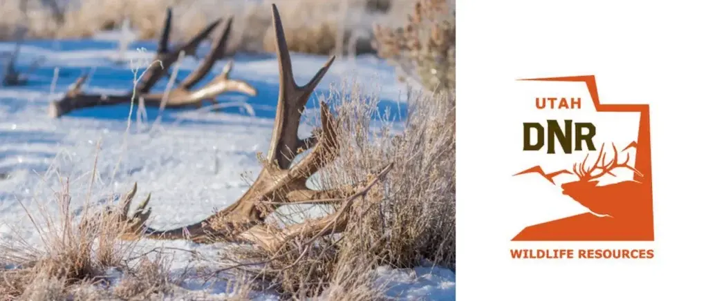 shed antlers