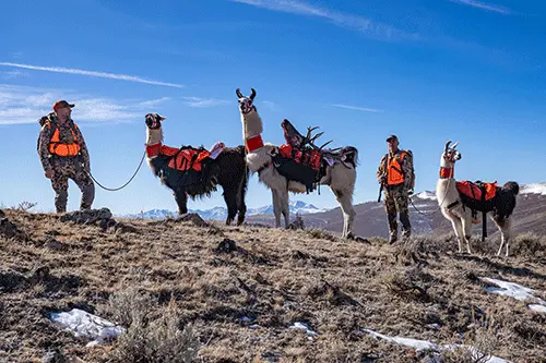 elk hunting with llamas