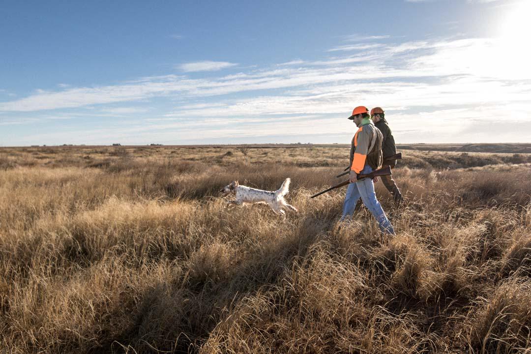 Bobwhite Quail Hunters Enjoy Time in the Field