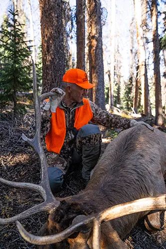 elk hunting