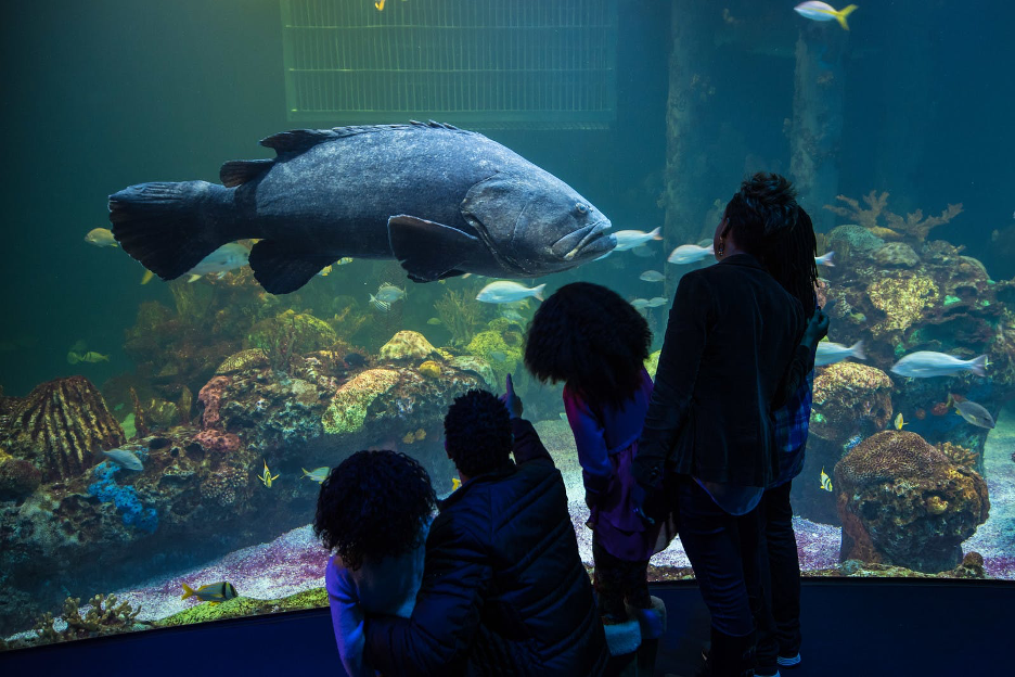 Biggest fish displayed in Wonders of Wildlife