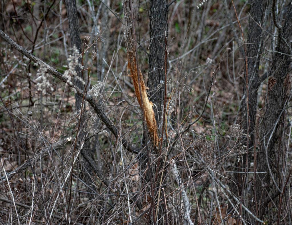 scouting for whitetail deer