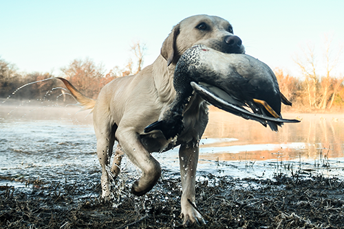 hunting dog with a dead duck