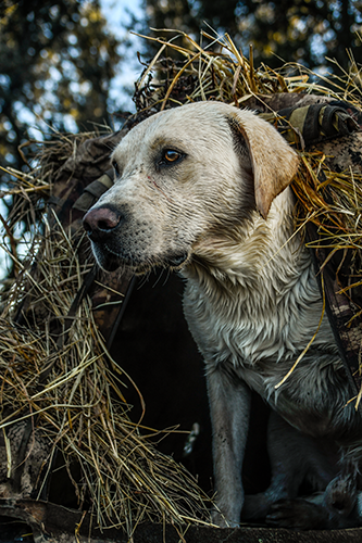 hunting dog in a duck blind