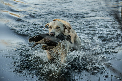 Destination dog