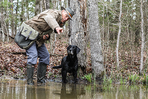 hunting dog