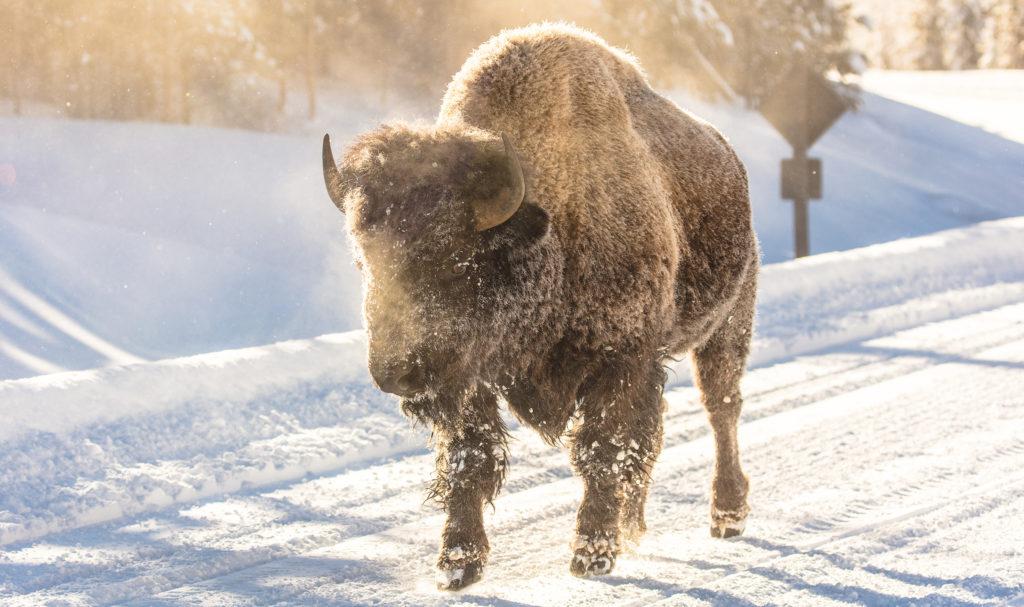 yellowstone national park rules