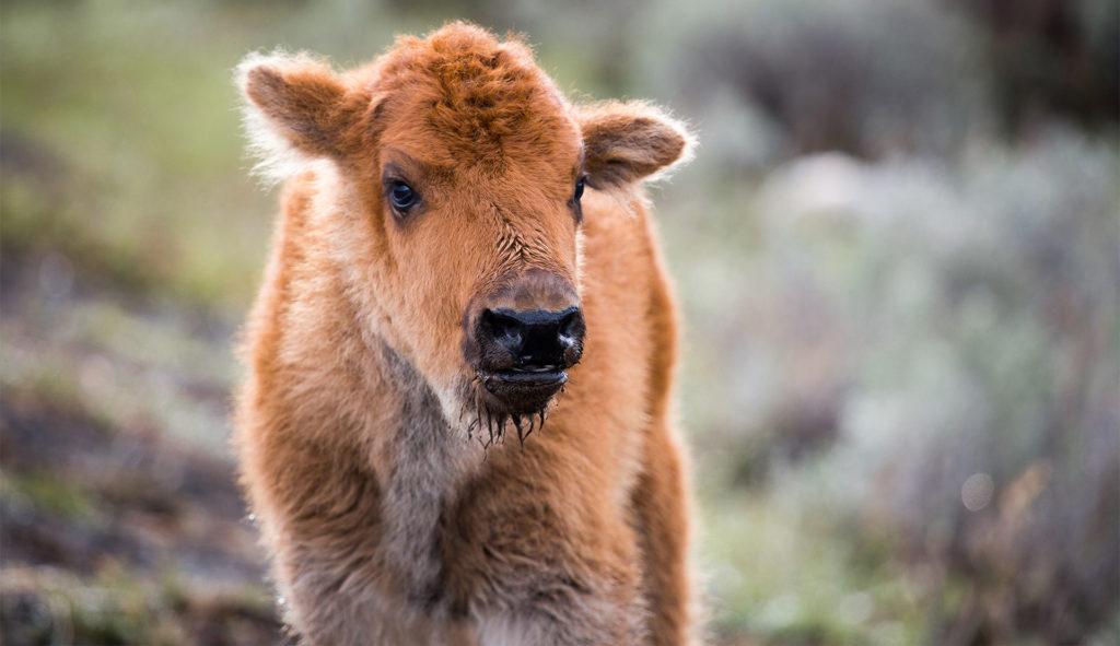 yellowstone national park rules