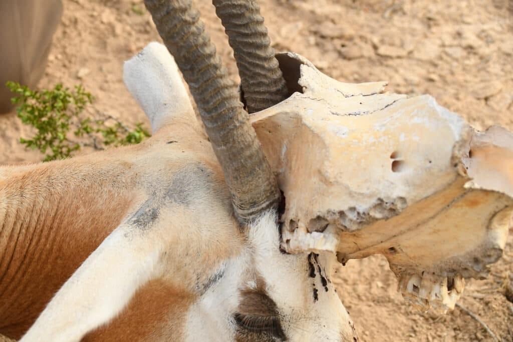 oryx with cow skull