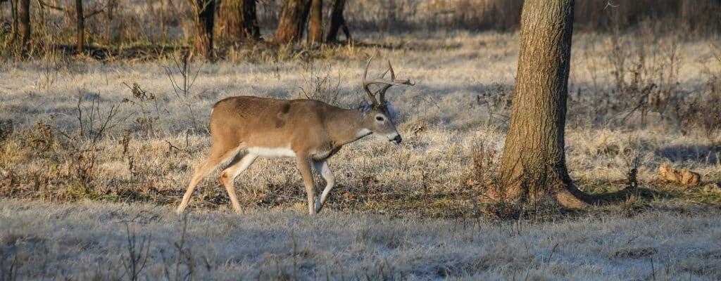 Venison: Wild Game Pairing Strategies