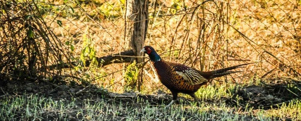 Pheasant: Wild Game Pairing Strategies