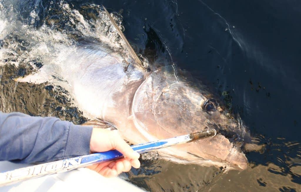 tuna fishing in cape cod