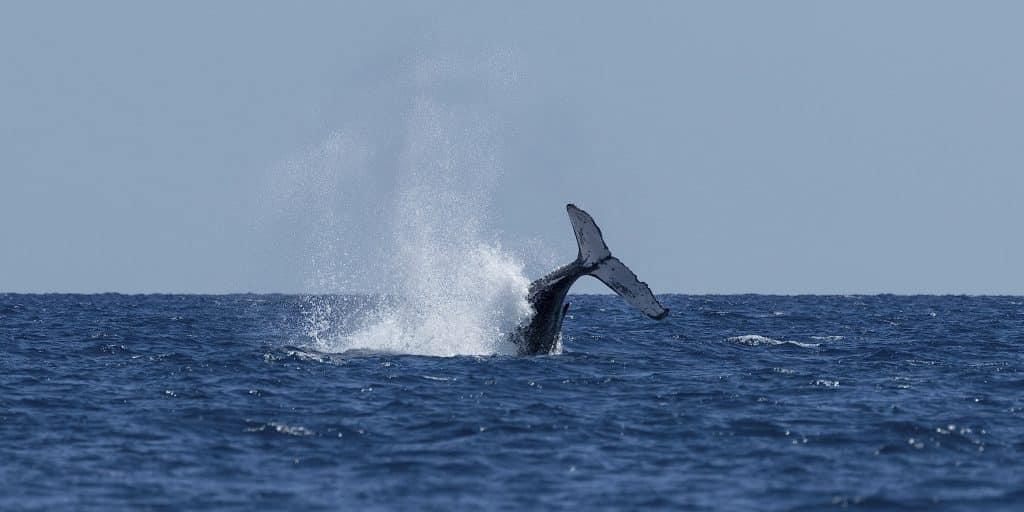 whale watching in cape cod