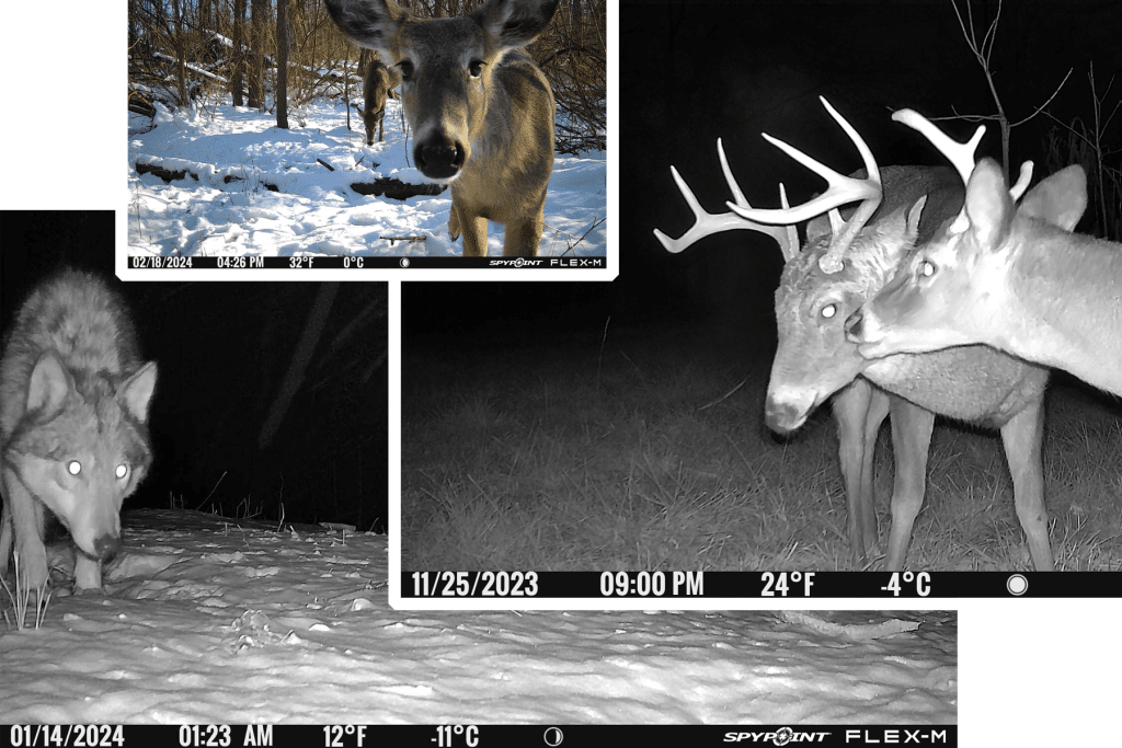 trail camera footage