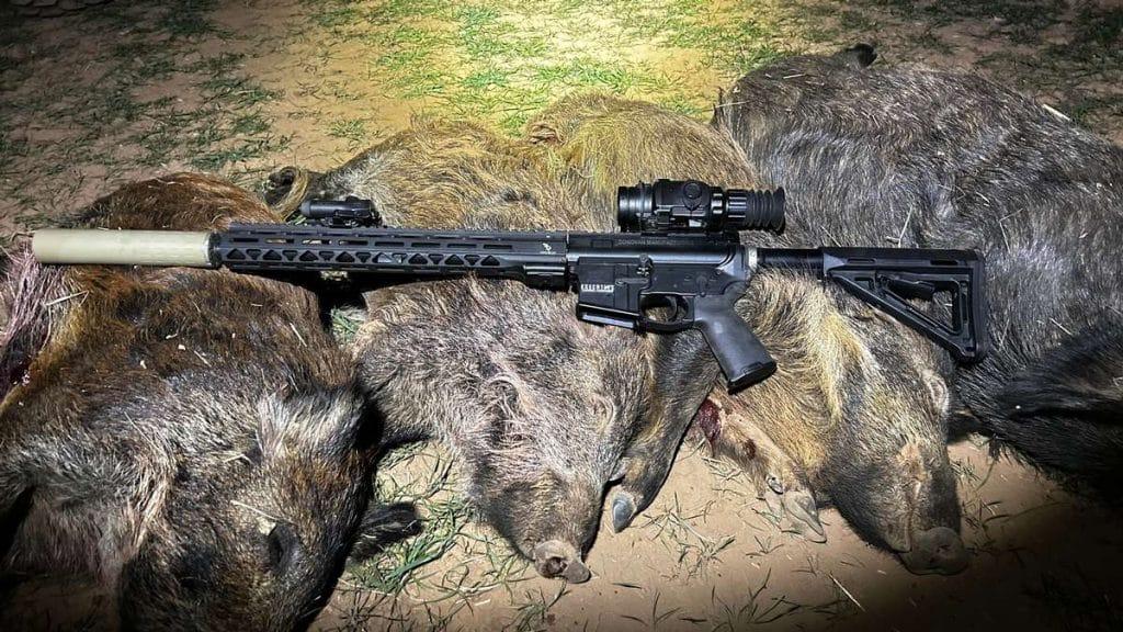 feral hogs