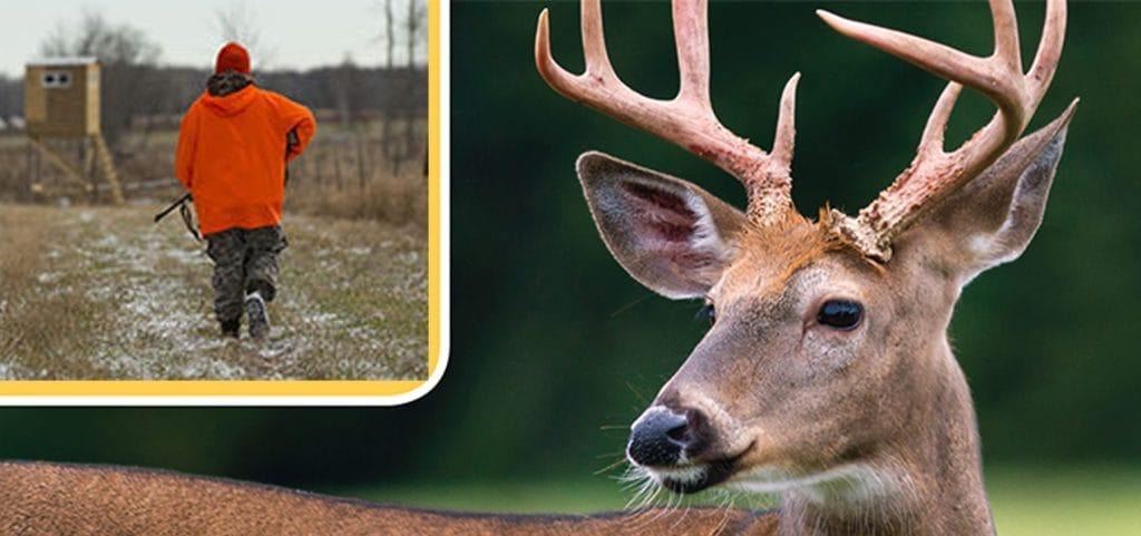 Whitetail buck Minnesota deer hunting heading to stand