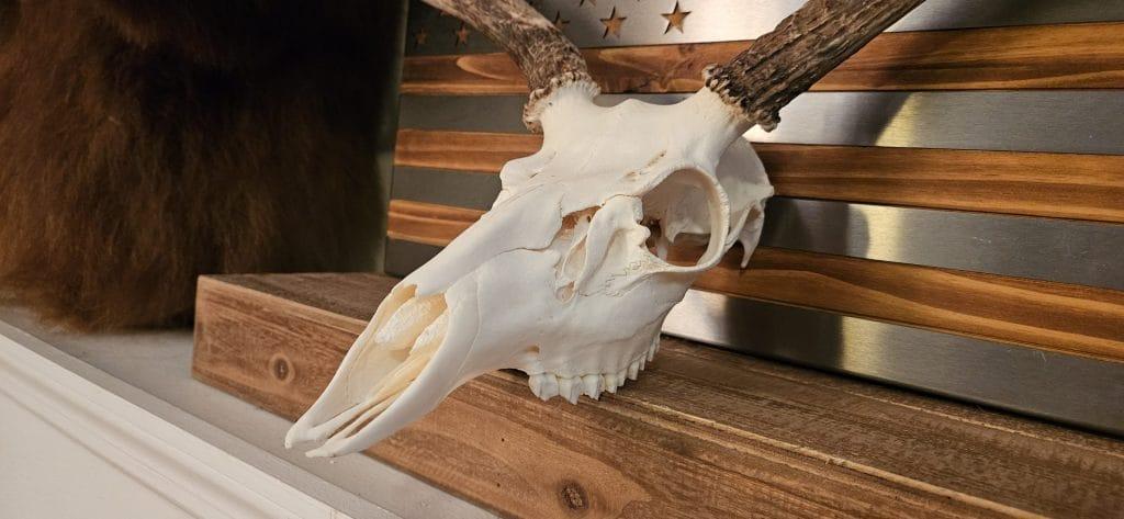 european skull mount