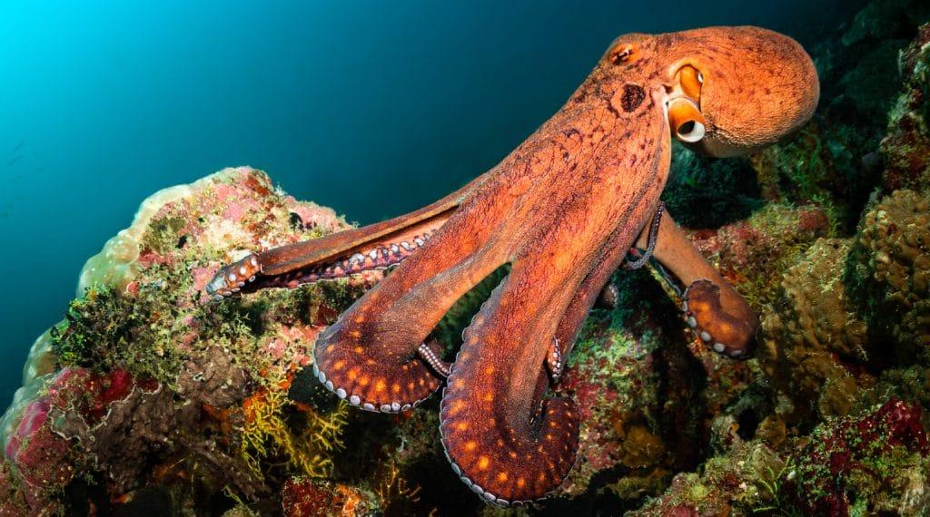 Octopus