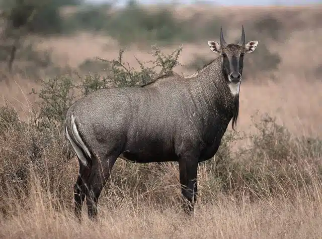 Nilgai.jpg.webp