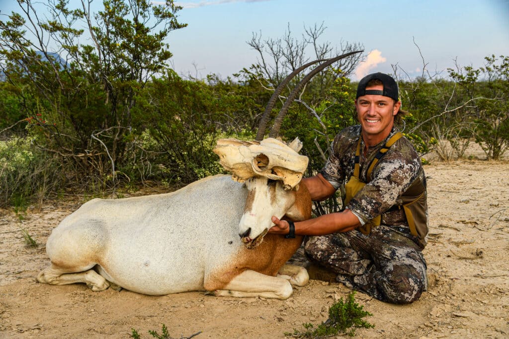scimitar horned oryx cow skull and hunter