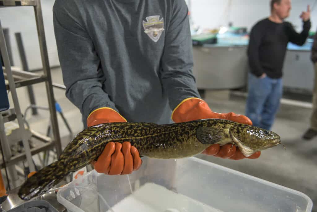 Conserving Burbot in Idaho