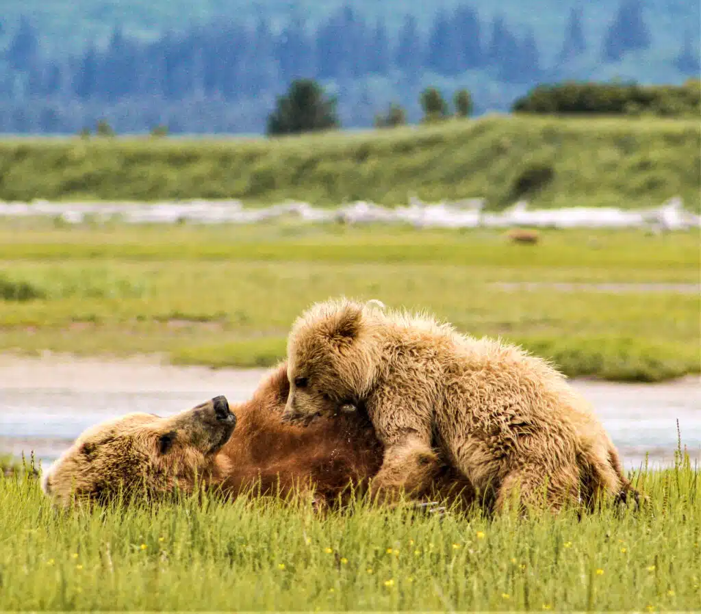 Bear Viewing in Homer, Alaska