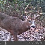 18 Facts About Whitetail Buck Biology