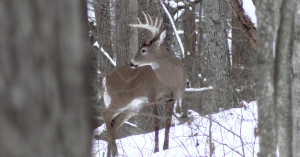 15 Tips to Hold a Buck in a Smaller Area