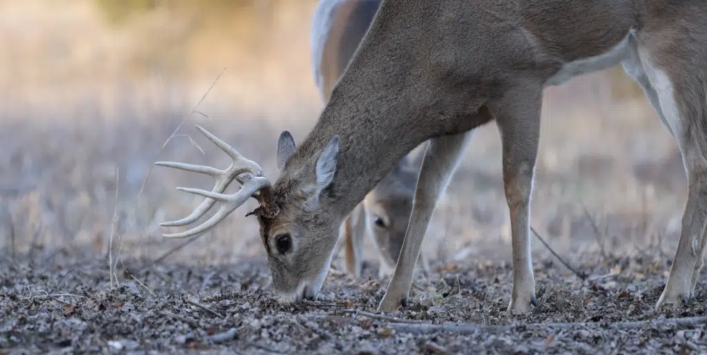 13 Jobs That Let You Deer Hunt More Often
