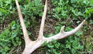 How Valuable Are Shed Antlers?