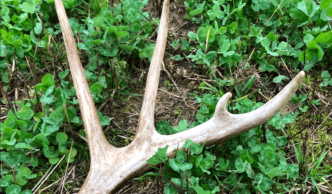 How Valuable Are Shed Antlers? | Hook & Barrel Magazine