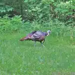 Wild Turkey Facts