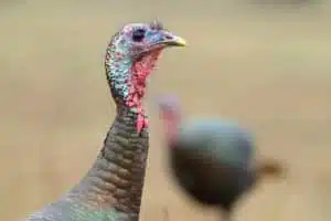 Wild Turkey Habitat Hunting and Population Trends