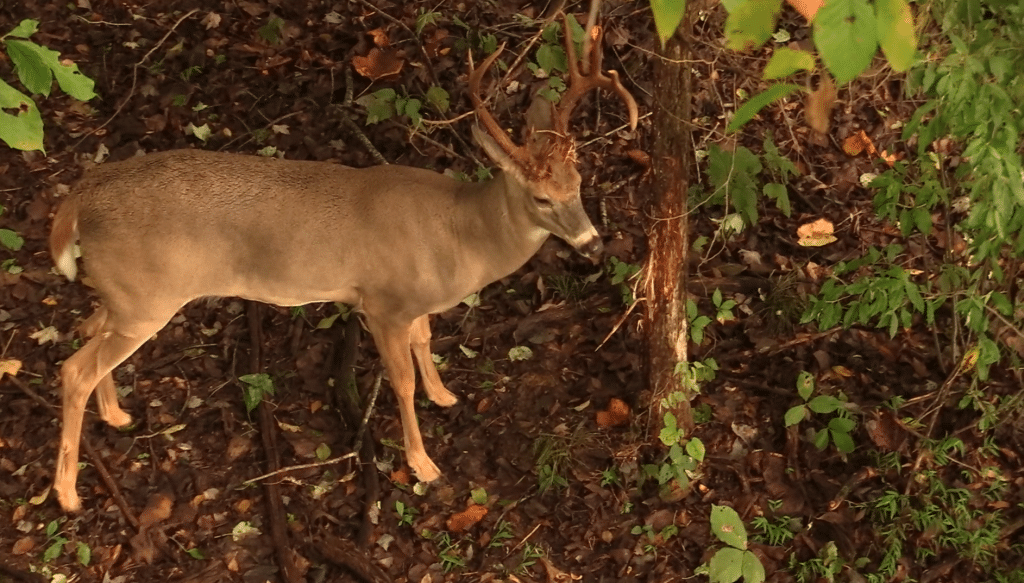 About Whitetail Scent Glands