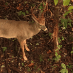 About Whitetail Scent Glands