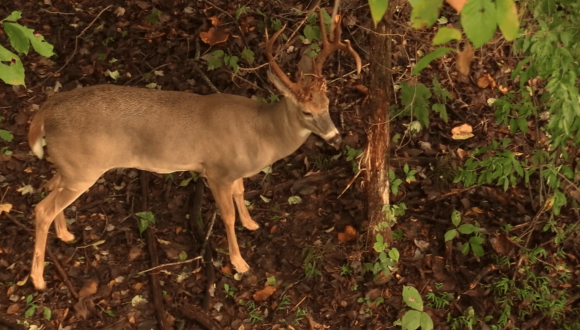 About Whitetail Scent Glands Hook & Barrel Magazine