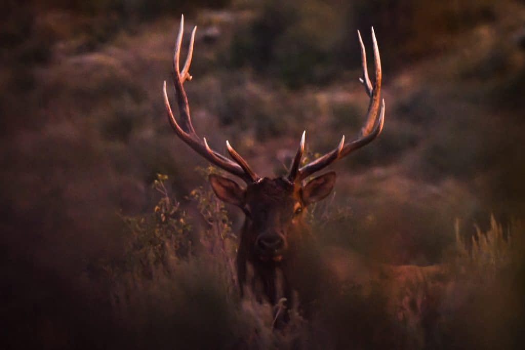 Utah Elk Hunting