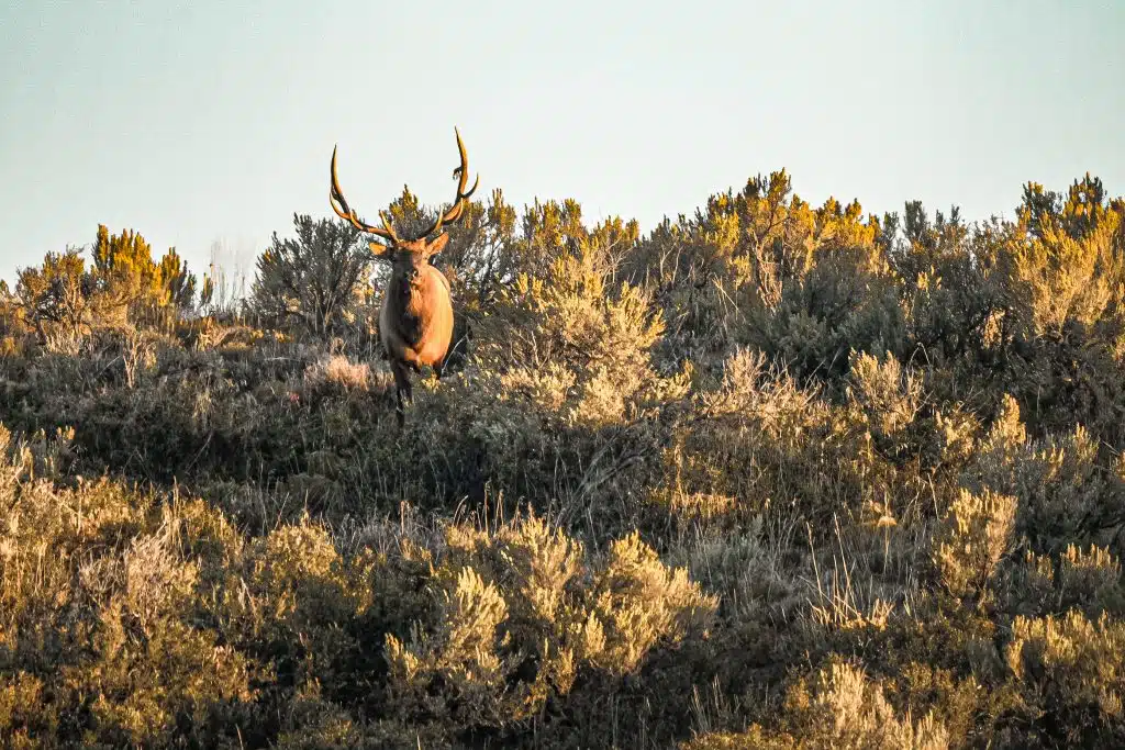 Hunting in Utah