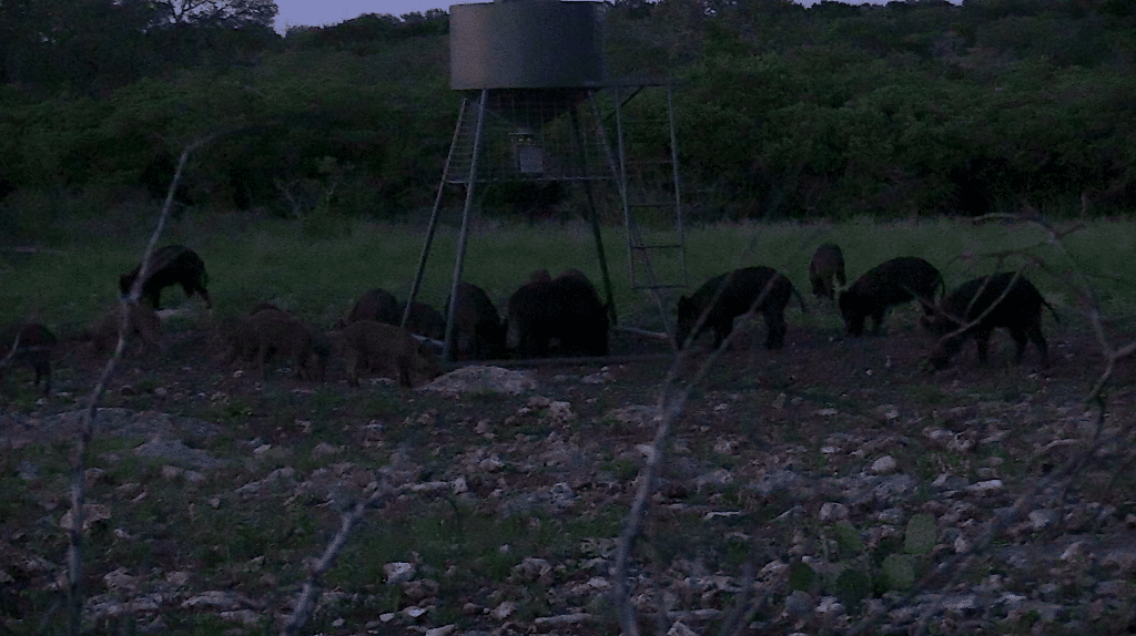 Hunting Tactics for Pressured Hogs
