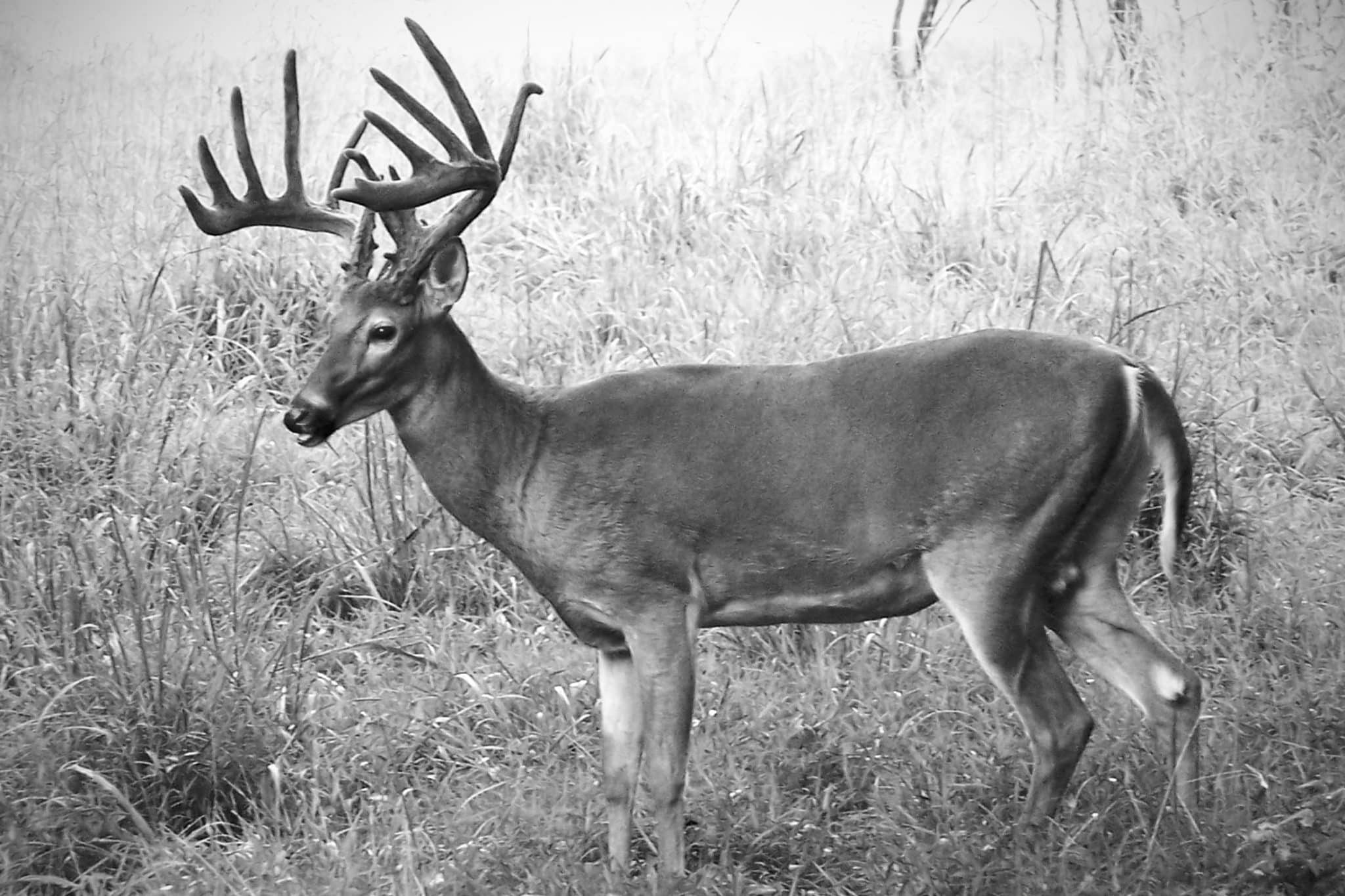 10 Worst States to Kill a Booner Buck | Hook & Barrel Magazine