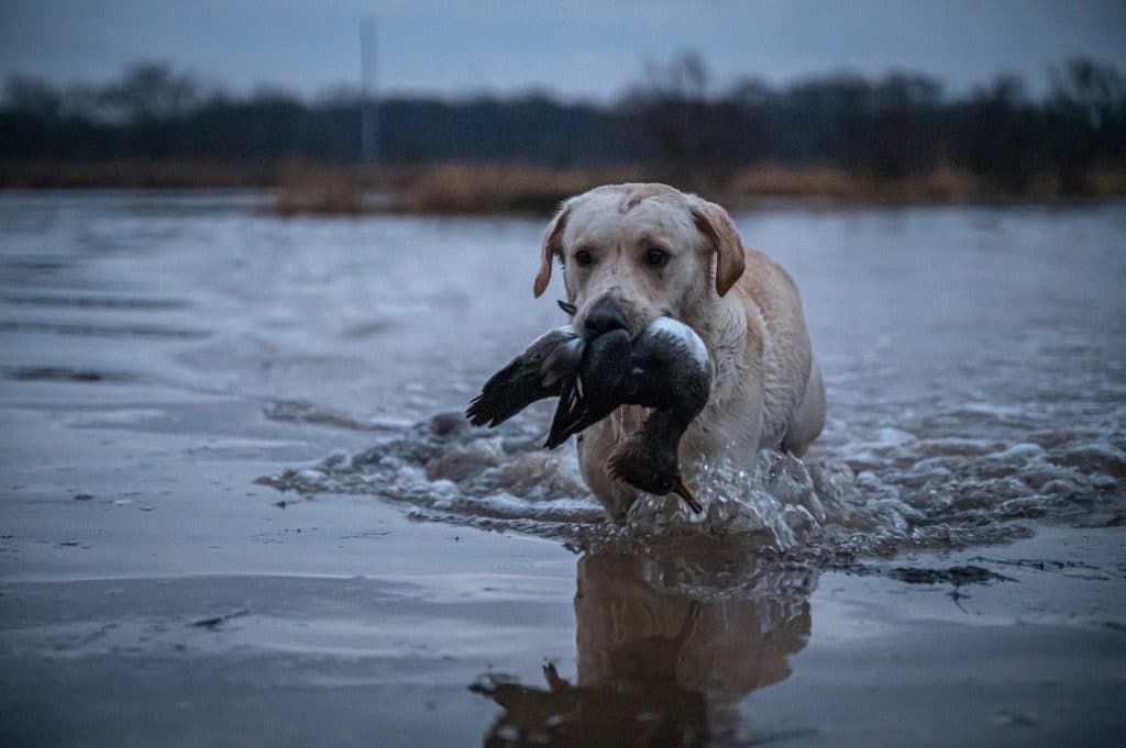 yellow lab with duck
