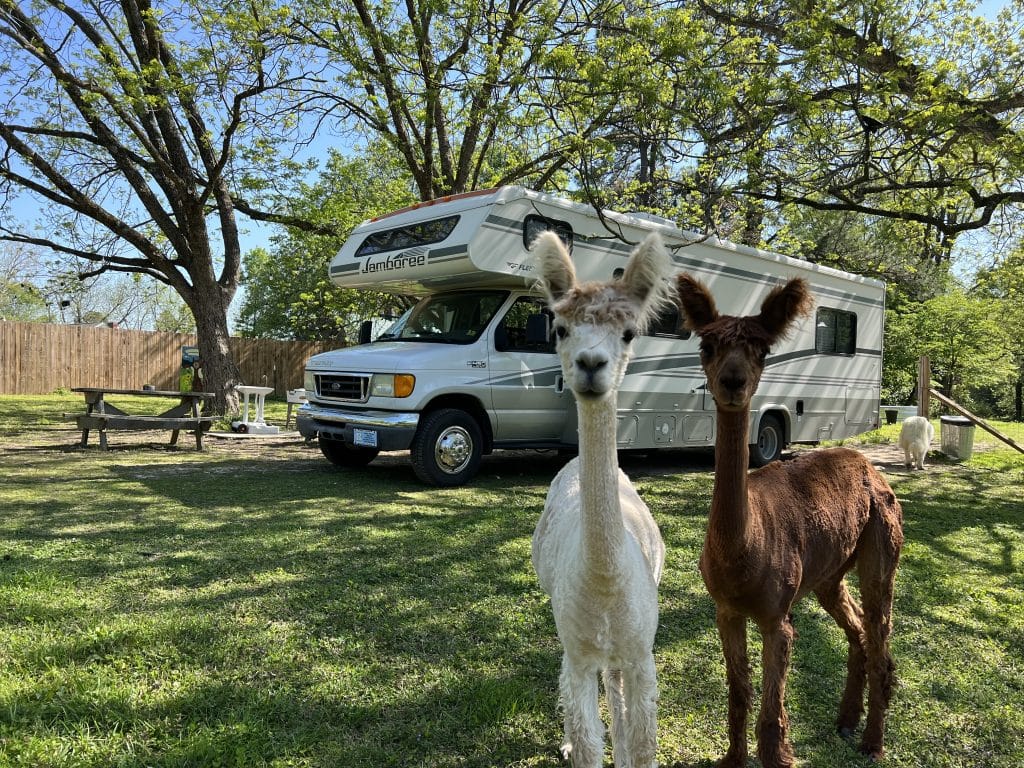 rv camping on an alpaca farm